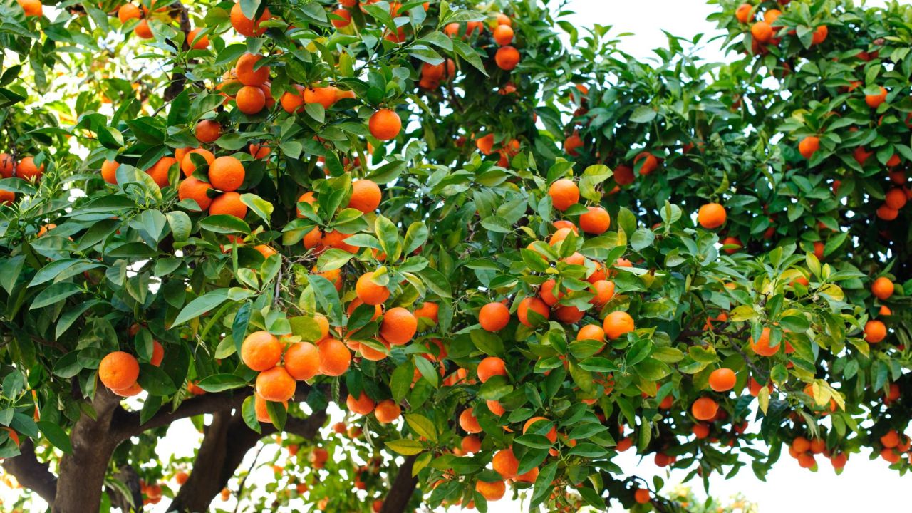 Orange trees, Erasmus+ Educating and integrating: the role of teachers in dealing with cultural diversity in European schools in Seville, Spain