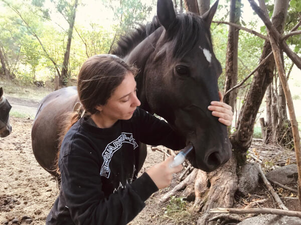 Apache Innovación Erasmus+ Francia Certificado de Profesionalidad de Cuidados y manejo del caballo