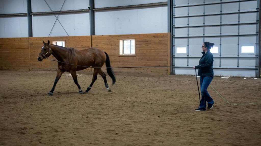 Certificado de profesionalidad de Doma básica del caballo en Apache innovación de Zaragoza