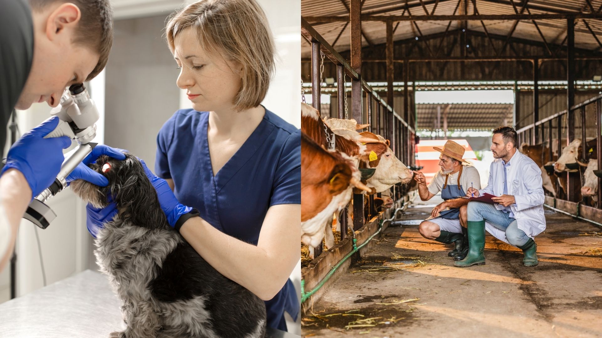 Doble titulación en Apache Innovación Zaragoza, Huesca y Teruel, ATV y Ganadería y Asistencia en Sanidad Animal