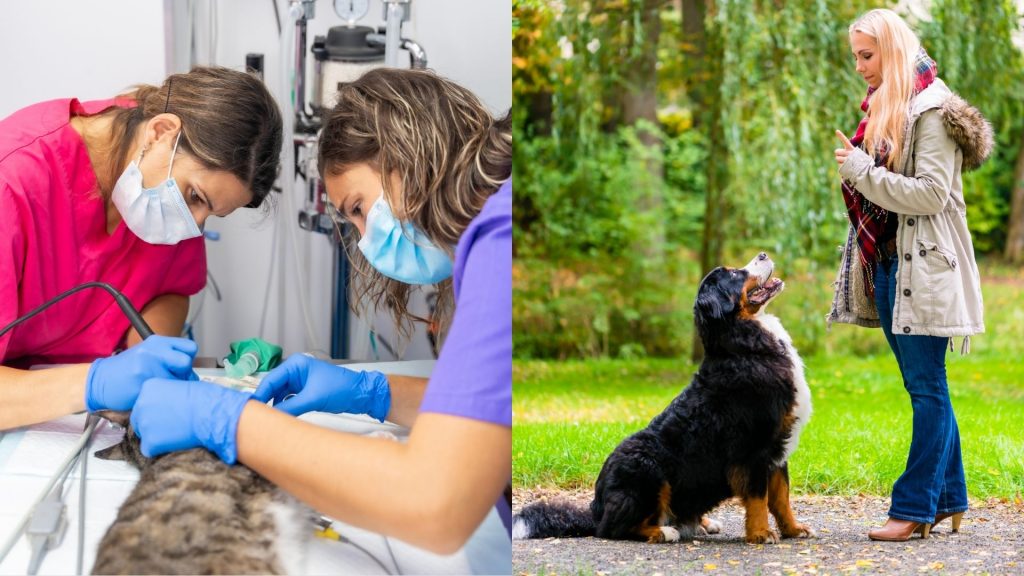 Doble titulación en Apache Innovación Zaragoza, Huesca y Teruel, ATV y Adiestramiento canino